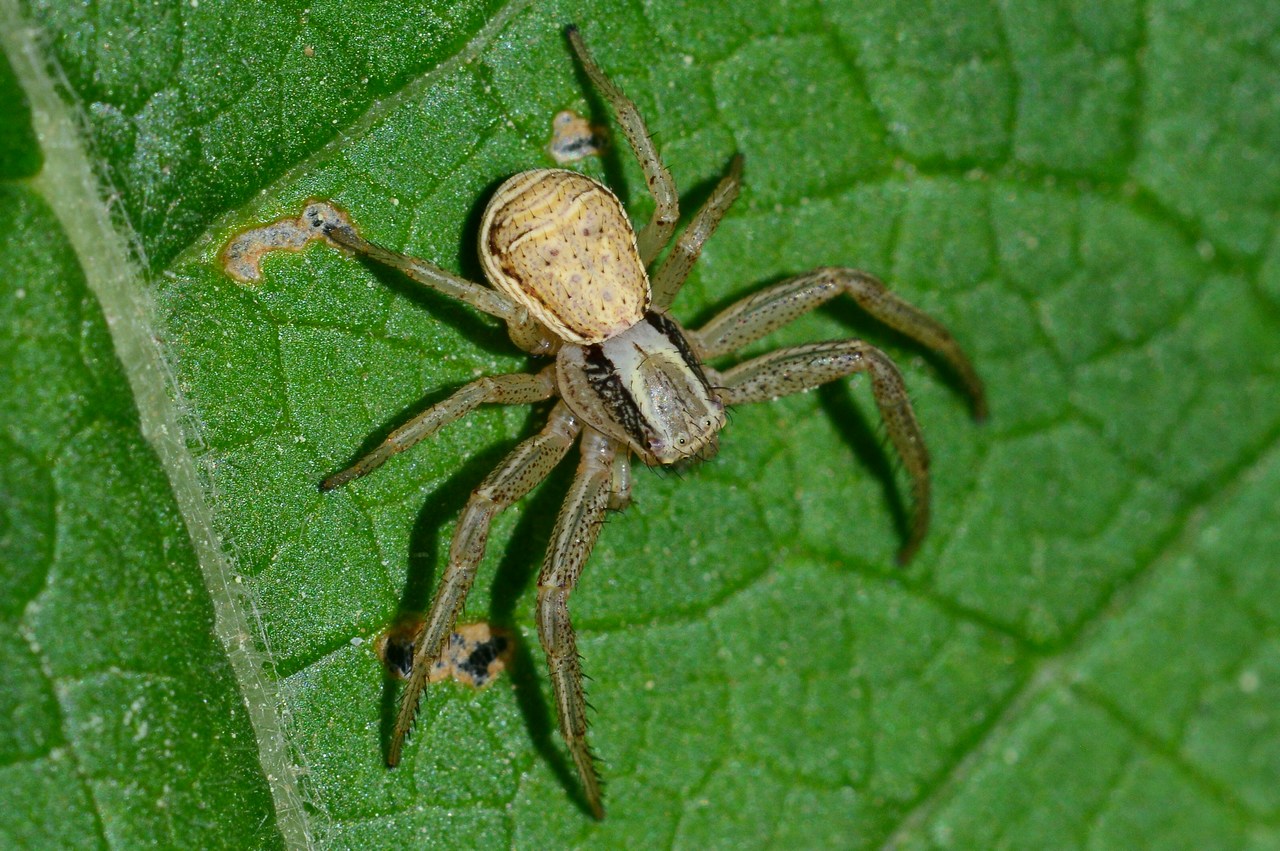 Xysticus ulmi Xysticus ulmi